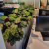 צמחייה מלאכותית במשרד