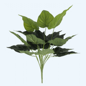 אוזן פיל 50 ס"מ