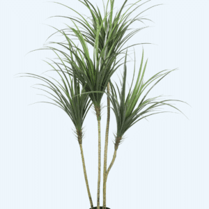 יוקה 1.70 מטר