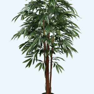 פיקוס תאילנדי 1.80 מטר