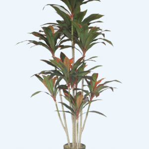 דרצנה 1.65 מטר