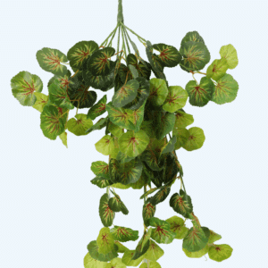 גרניום גולש ללא פרח אדום ירוק 60 ס"מ