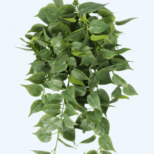 סקנדנס גולש 75 ס"מ