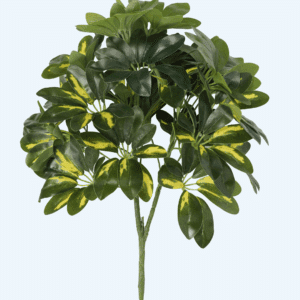 שיפלרה צהוב ירוק 60 ס"מ