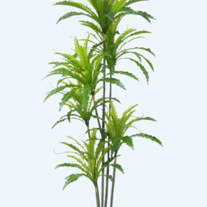 עץ דרצנה שרך 2 מטר