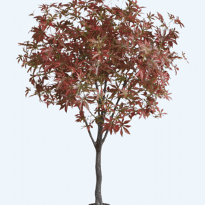 עץ מייפל אדום 1.80 מטר