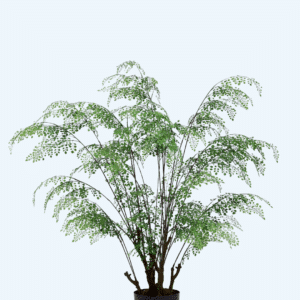 עץ שרך שולמית 1 מטר