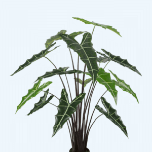 אלוקסיה 120 ס"מ