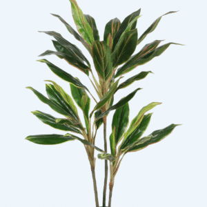 עץ דרצנה 1.20 מטר