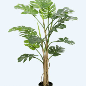 מונסטרה גזע חום 120 ס"מ