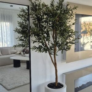 סט עץ זית עם כד ארנה XL, גובה: 1.90 מטר
