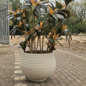 סט דרצנה טרופי בכד סהרה XL , גובה 2.00 מטר