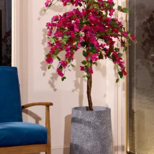 ביגונביליה 1.30 מטר