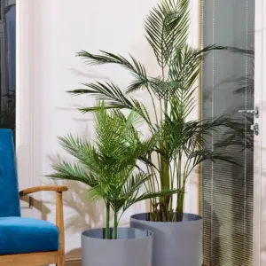 דקל הוואי 90 ס"מ