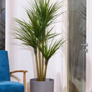 יוקה 4 ראשים 1.80 מטר