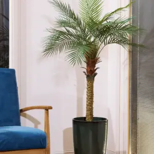 דקל קוקוס 1.70 מטר