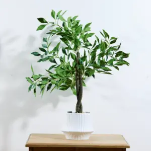 עציץ שולחני וינקה ירוק 60 ס"מ