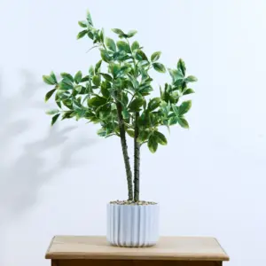 עציץ שולחני וינקה מגוון 60 ס"מ