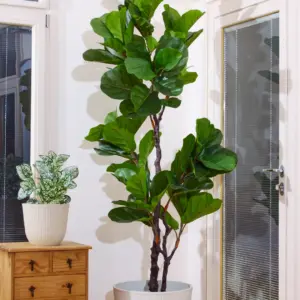 פיקוס כינורי 2.00 מטר