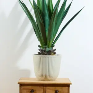 קקטוס אגבה 70 ס"מ