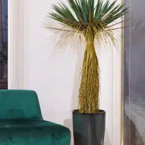 יוקה מדברית 1.40 מטר