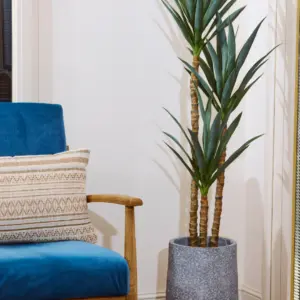 דרצנה 3 ראשים 1.40 מטר