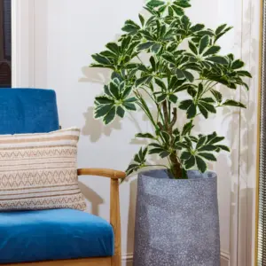 שיפלרה ירוק לבן 1.10 מטר