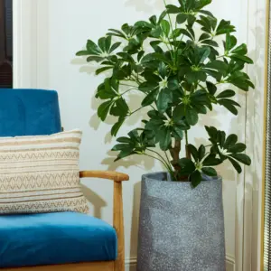 שיפלרה ירוק 1.10 מטר