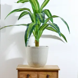 דרצנה מגוונת 90 ס"מ