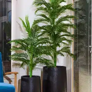 דקל אריקה 1.30 מטר