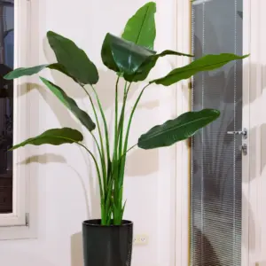 ציפור גן עדן 1.60 מטר