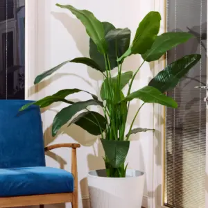 ציפור גן עדן 1.80 מטר