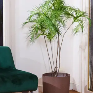 דקל דרצנה 1.40 מטר