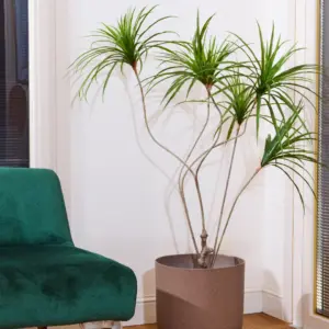 דרצנה 1.30 מטר