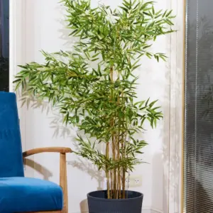 במבוק גזעים דקים 1.60 מטר