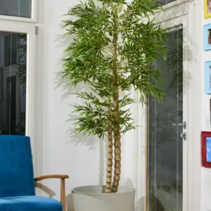 במבוק גזעים רחבים 2.20 מטר