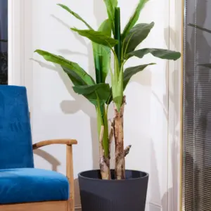 בננה 1.60 מטר