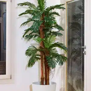 דקל גזע חום 1.90 מטר