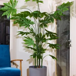 תאנה 2.20 מטר