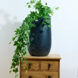 בוקט קיסוס ירוק 1 מטר