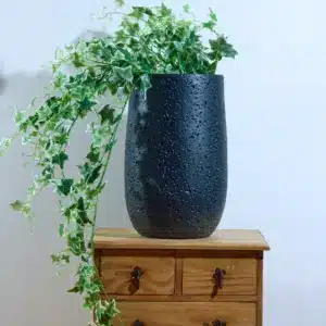 בוקט קיסוס מגוון 1 מטר