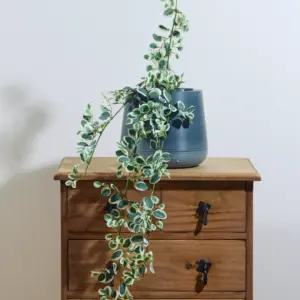 בוקט קיסוס לבן 1 מטר