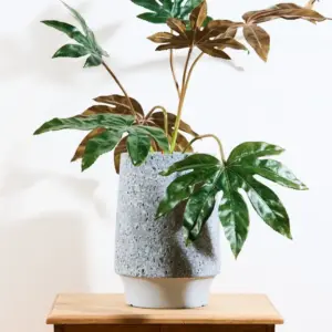 פסטיה חומה 70 ס"מ