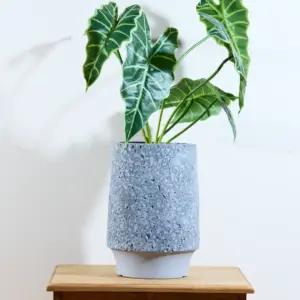 אלוקסיה 70 ס"מ