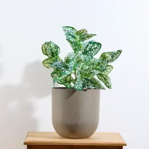 היפואסטוס 45 ס"מ