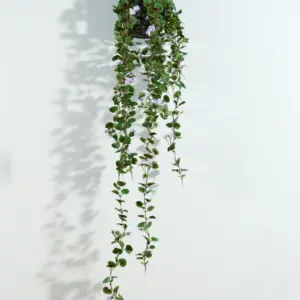 נשפך גרניום לתליה