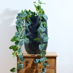 נשפך אקליפטוס 100 ס"מ