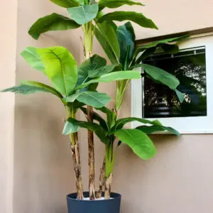 בננה 3.10 מטר