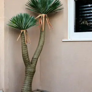 יוקה רוסטרטה מפוצלת 2.00 מטר