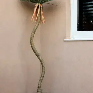 יוקה רוסטרטה 2.10 מטר